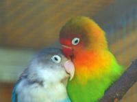 Kleinpapagei Pärchen